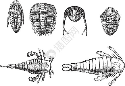 寒武纪和志留纪甲壳类动物复古雕刻高清图片
