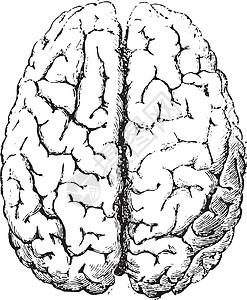 大脑 顶部 古代雕刻背景图片