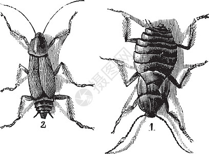 男性和女性蟑螂左男右女vint动物群档案蚀刻雕刻生物学生物插图艺术昆虫学打印背景图片
