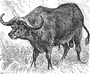 合力非洲水牛或雕刻咖啡馆哺乳动物牛科古董正方形哺乳动物绘画打印艺术品插画