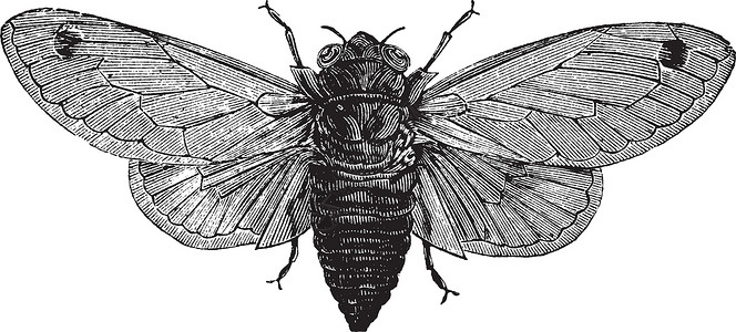 半翅目十七年蝉或或绘画昆虫蚀刻艺术品情况打印少年十进制雕刻艺术插画