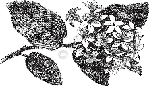 五月花或飘忽不定的阿布图斯或白色绘画灌木插图古董园艺花园草本植物艺术品植物插画