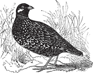 黑 Francolin 或 gamebird 复古 e古董打印一夫一妻制正方形艺术野鸡鹧鸪草图档案艺术品插画