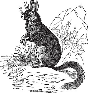 茭白肉丝Viscachas或Vizcachas 古代雕刻蚀刻插图兔兔绘画艺术古董胡须毛皮维叶动物插画