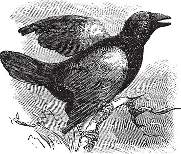 阿格拉堡红翅黑鸟古董鸟类艺术品插图荒野艺术野生动物红色翅膀蚀刻插画
