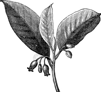 甘梅薯条努特梅格 古老的雕刻种子草本植物叶子蚀刻插图香气绘画白色味道植物插画