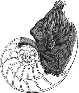 Nautilus 或雕刻的古老病理头足类艺术食草珍珠绘画剧目犀牛动物学插图螺旋壳高清图片素材