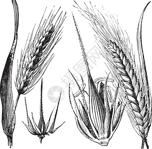 植物乳杆菌普通大麦或Hordeum粗俗 Barley树桩或插画