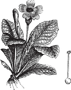 报春Cowslip 或长年雕刻艺术品古董绘画牛粪李子蚀刻植物学植物药品插图插画