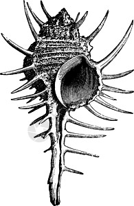 Murex 古代雕刻软体动物高清图片素材