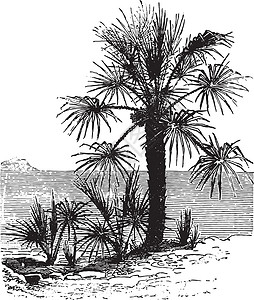 槟榔雕刻插图棕榈植物植物群矮人森林蚀刻鳄鱼生物学黑色插画