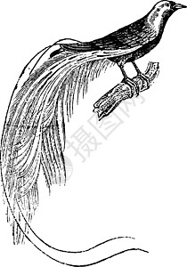 鸟的天堂天堂之鸟 古老的雕刻动物生物学古董黑色野生动物动物群白色栖息荒野鸟类设计图片