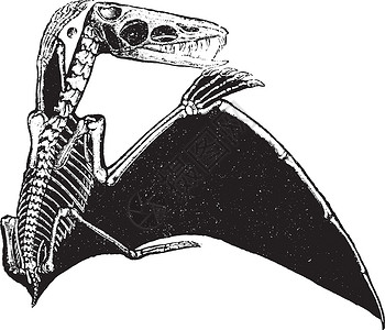 恋童癖 古代雕刻艺术动物群历史黑色脊椎动物绘画灭绝化石生物学古生物学背景图片