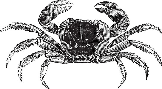 开背虾盖卡西努斯或陆地螃蟹 古代雕刻插画