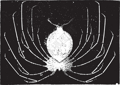 龙虾幼虫 古代雕刻白色蚀刻荒野野生动物历史性艺术甲壳纲动物甲壳古董老的高清图片素材
