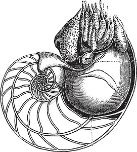 特别鹦鹉螺Nautilus 古代雕刻插画