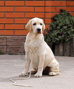 公园里的黄色拉布拉多孩子朋友宠物桌子猎犬幸福小狗喜悦背景图片