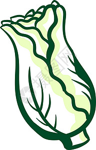 生菜绿色蔬菜白色背景的生菜图画 插图 矢量包子美食菜单沙拉餐厅营养小吃草图卡通片艺术设计图片