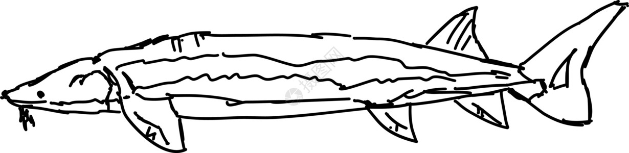 白色背景上的鱼动物海洋插图背景图片
