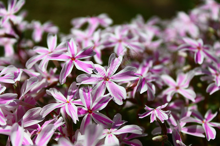 花园里美丽的花朵园林紫色粉红色花卉植物花海粉色植物群背景图片
