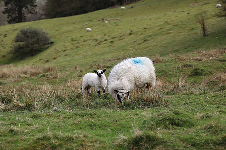 与羔羊一起在绿地 在韦尔什农村动物羊毛乡村牧场农业场地羊肉哺乳动物母羊家畜草高清图片素材