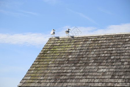 蓝色天空的旧屋顶上的海鸥图片素材
