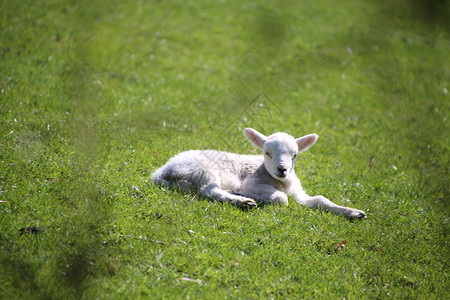 山羊 母羊和羊羔 在山谷的春天场地场景农村农田哺乳动物羊毛牧场婴儿羊肉农场围场高清图片素材