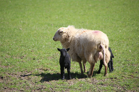 山羊 母羊和羊羔 在山谷的春天牧场农业婴儿羊肉场景羊毛哺乳动物场地农田农场轻擦高清图片素材