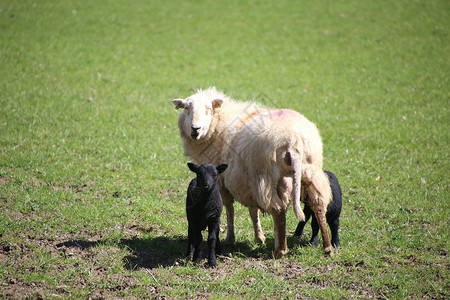 山羊 母羊和羊羔 在山谷的春天哺乳动物农民场地农村场景牧场羊毛家畜农田农业毛茸茸的高清图片素材