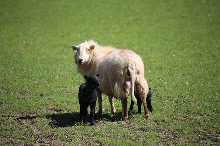 山羊 母羊和羊羔 在山谷的春天农场场地农村牧场农业羊肉哺乳动物场景婴儿农民草高清图片素材