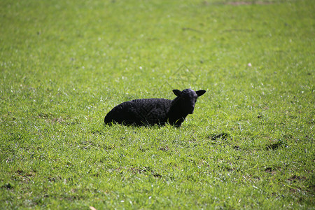 山羊 母羊和羊羔 在山谷的春天羊肉农村农民牧场农业家畜农田哺乳动物场景农场场地高清图片素材