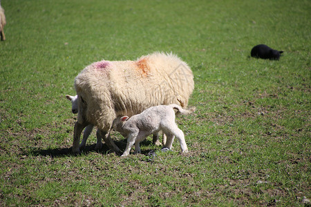 山羊 母羊和羊羔 在山谷的春天农村牧场婴儿场景农民家畜羊毛哺乳动物场地羊肉可爱的高清图片素材