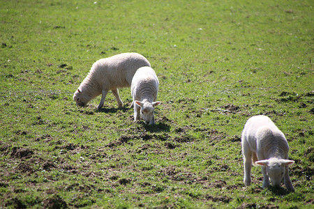 山羊 母羊和羊羔 在山谷的春天羊毛哺乳动物场地农田场景农民农业农场牧场羊肉牛高清图片素材