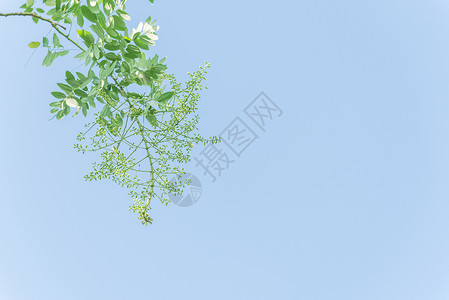 在越南蓝天下紧闭的树上 花朵闪耀着旋体环境季节宝塔羽状海棠叶子公园植物粳稻背景图片