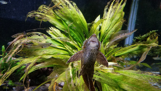 在水族馆里用大嘴巴吸玻璃的鱼植物打扫绿色野生动物动物背景图片