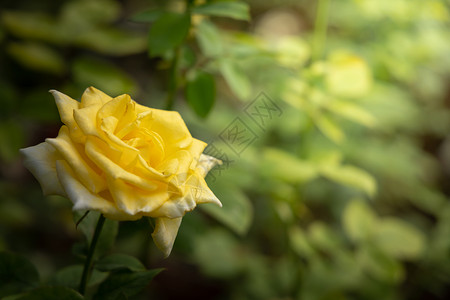 花园里的玫瑰花花瓣绿色粉色情人树叶玫瑰日光植物群背景图片