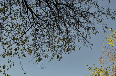 南公园蓝天上有些黄叶子的秋树下许多枝状树下的自然背景季节旅行植物红色橙子爬坡天空绿色活力分支背景图片