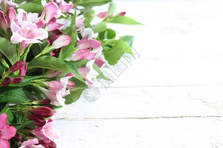 粉红色 Weigela 边框边界设计花卉鲜花明信片粉色背景背景图片