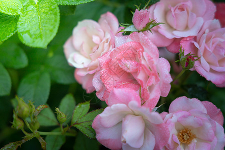 花园里的玫瑰花玫瑰日光情人花瓣粉色植物群绿色树叶背景图片