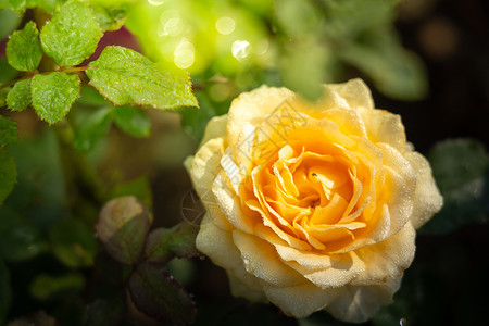花园里的玫瑰花花瓣树叶粉色绿色情人日光植物群玫瑰背景图片