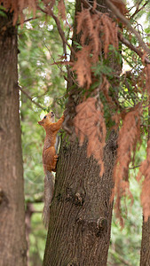 绿公园一棵树上的松松鼠高清图片