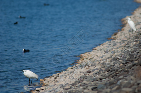 小贝瑞特鸟类脊椎动物湿地荒野生活多样性野生动物白鹭生物白色背景图片