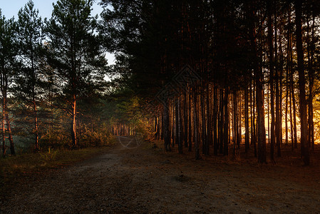 清晨在森林里环境公园松树季节黄色太阳树木绿色阳光树叶绿色的高清图片素材