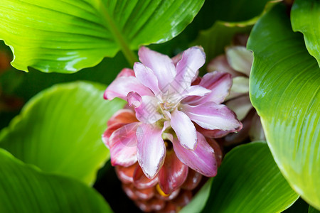 五颜六色的花的背景图片生长植物群宏观花瓣紫色花束季节植物粉色背景图片