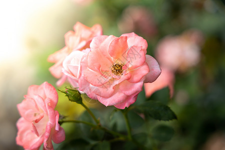 花园里的玫瑰花绿色植物群花瓣玫瑰树叶日光情人粉色背景图片