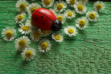 绿板上的花朵和草虫吉祥物花艺木头瓢虫臭虫符号生日木板运气护符背景图片
