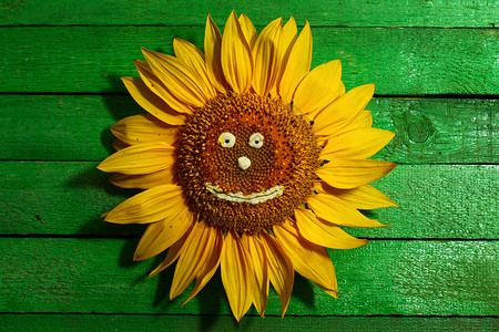 绿板上脸朝向向向向日葵背景图片