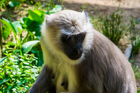 国服猴子素材孟加拉国热带猴子的面部紧闭背景