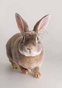 可爱家养兔子的肖像动物朋友褐色哺乳动物宠物毛皮背景图片