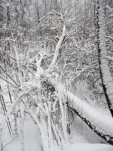 美丽的冬季风景 有雪覆盖的树木环境旅行森林云杉松树降雪天空蓝色木头季节霜高清图片素材